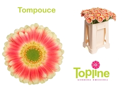 Ge Mi Tompouce 50L.cm