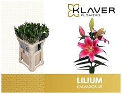 Li Or Calvados 80L.cm 45+knop 23bloei
