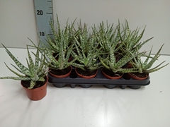 Aloe Overig 508P 20H