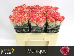 R Gr Monique 50L.cm 23bloei