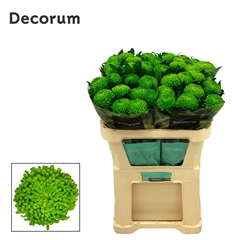 Chr G Alemani 70L.cm 100gram 23bloei