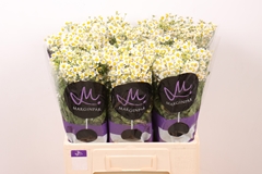 Tana Pa Single Vegmo 60L.cm 23bloei
