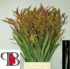 Crocos Klbl Ov M Bes 65L.cm