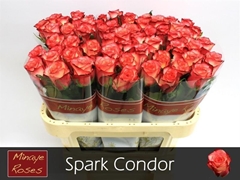 R Gr Spark Condor 70L.cm 23bloei