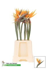 Strelitzia Bloem 60L.cm 17Ø Cm 13bloei