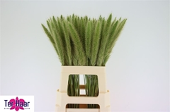 Pennisetum 65L.cm