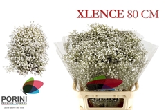 Gyps Pa Xlence 80L.cm 35gram 23bloei