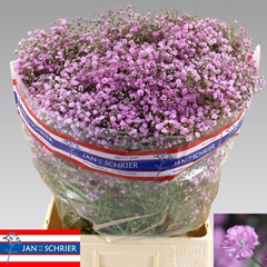 Gyps Pa My Pink 80L.cm 30gram 34bloei