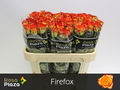 R Gr Firefox 70L.cm 23bloei