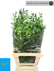 Danae Racemosa Pb 75L.cm 135gram