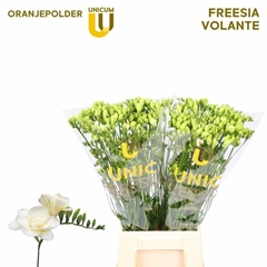 Fr Du Volante 50L.cm 14gram 23bloei