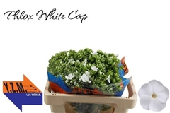 Phlox P Whitecap 50L.cm 13bloei