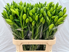 Li La Larino 90L.cm 4+knop 13bloei