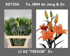 Li Az Tresor 80L.cm 35+knop 23bloei