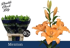 Li La Menton 90L.cm 55+knop 23bloei