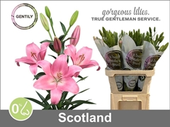 Li La Scotland 90L.cm 55+knop 23bloei
