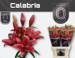 Li La Calabria 90L.cm 45+knop 23bloei