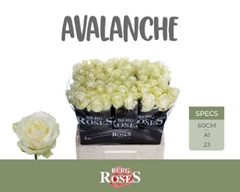 R Gr Avalanche 60L.cm 33bloei