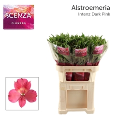 Alstr Intenz Da Pink 75L.cm 50gram 23bloei