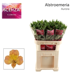 Alstr Aurora 75L.cm 50gram 23bloei
