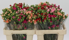 Di Tr Gem In Fust 55L.cm 23bloei
