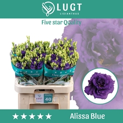 Eus G Alissa Blue 70L.cm 55+knop 23bloei