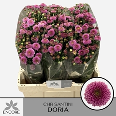 Chr San Aaa Doria 55L.cm 700gram 13bloei