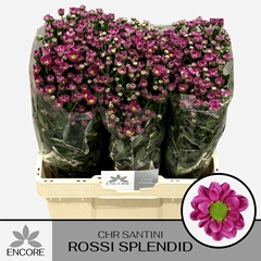 Chr San Rossi Splend 55L.cm 700gram 13bloei