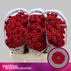 Chr San Melissa Red 50L.cm 850gram 23bloei