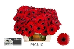 Ge Mi Picnic 50L.cm