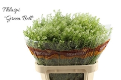 Thlaspi Green Bell 80L.cm 22gram 23bloei