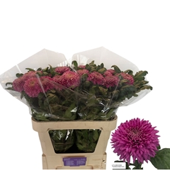 Chr G Mariell Purple 80L.cm 80gram 23bloei
