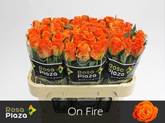 R Gr On Fire 70L.cm 23bloei