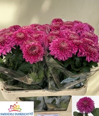 Chr G Mariell Purple 80L.cm 110gram 23bloei