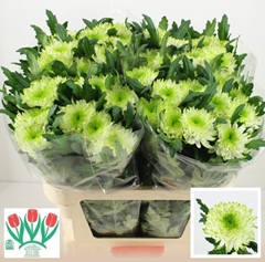 Chr G Zembla Lime 70L.cm 90gram 23bloei