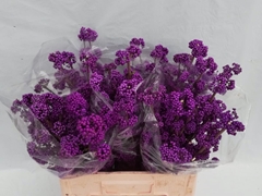 Callicarpa Bod Profu 60L.cm