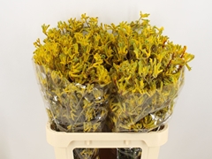 Anigoz Yellow Gem 80L.cm 23bloei