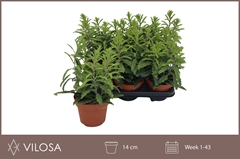 Kalanchoe Laciniata 14P 30H