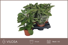 Kalanchoe Ov 14P 30H