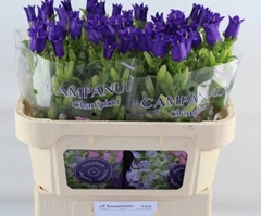 Campanula Champion Blue 70L.cm 23bloei
