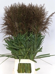 Siergras Overig Pst 100L.cm