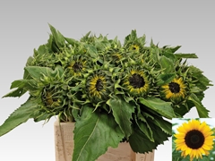 Helian An Sunrich Or 65L.cm 12Ø Cm 12bloei
