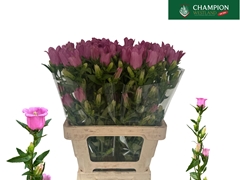 Camp M Champion Rose 70L.cm 23bloei