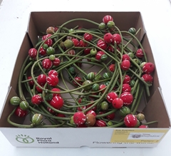 Diplocycl Groen P/ks