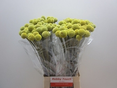 Craspedia 70L.cm