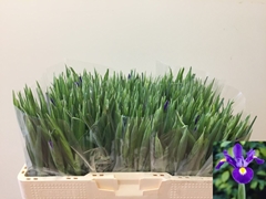 Iris Blue Magic 53L.cm 26gram