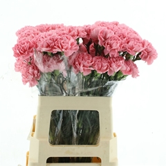 Di St Flamingo 60L.cm 24bloei