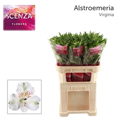 Alstr Virginia 75L.cm 50gram 23bloei