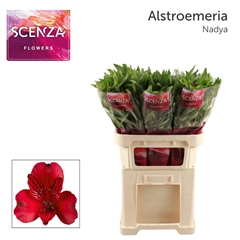 Alstr Nadya 75L.cm 45gram 23bloei
