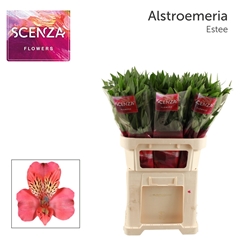 Alstr Estee 75L.cm 50gram 23bloei